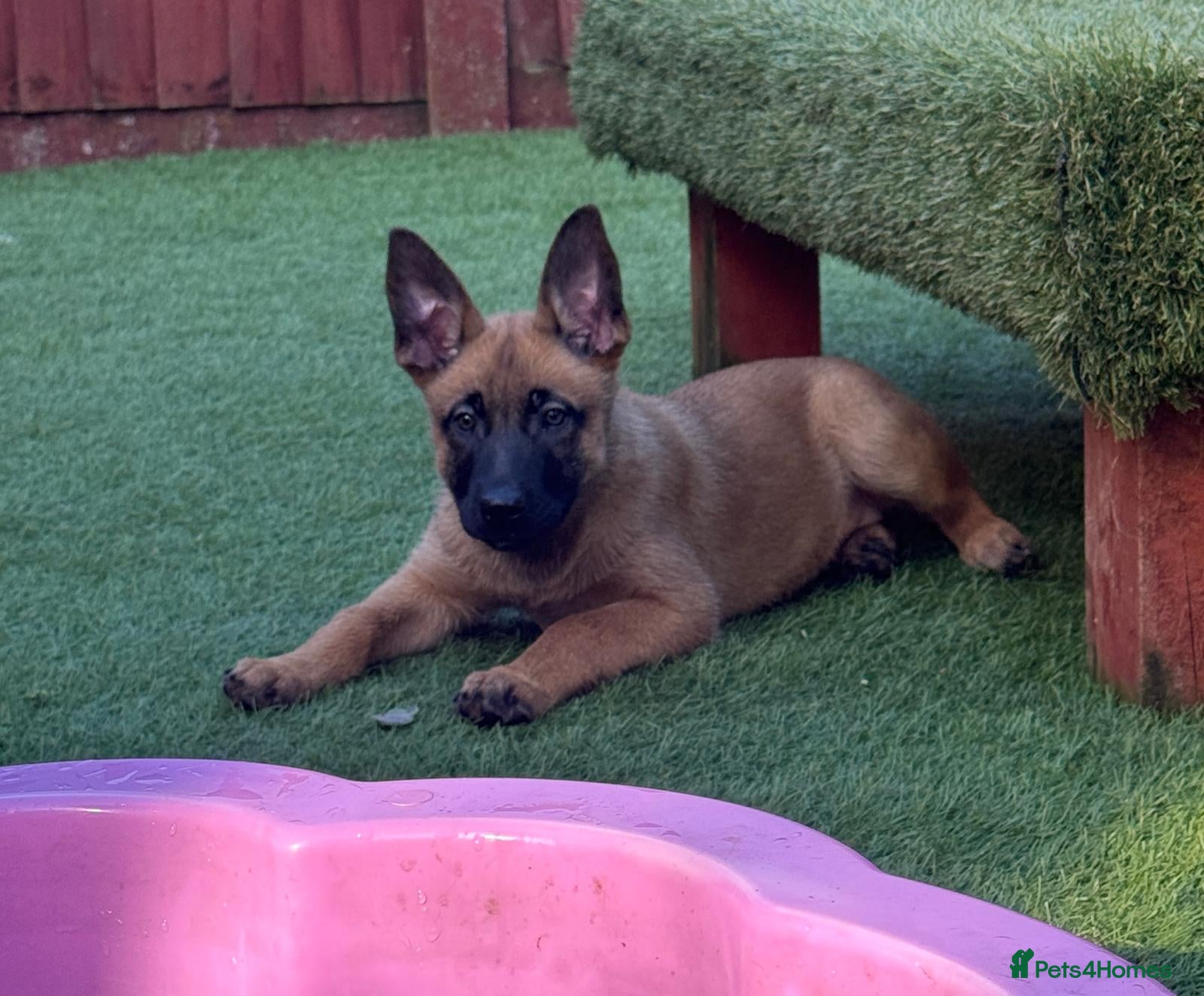Belgian Shepherd Dog dogs 2 Girls Left READY NOW Belgian Malinois Pups  - Advert 2