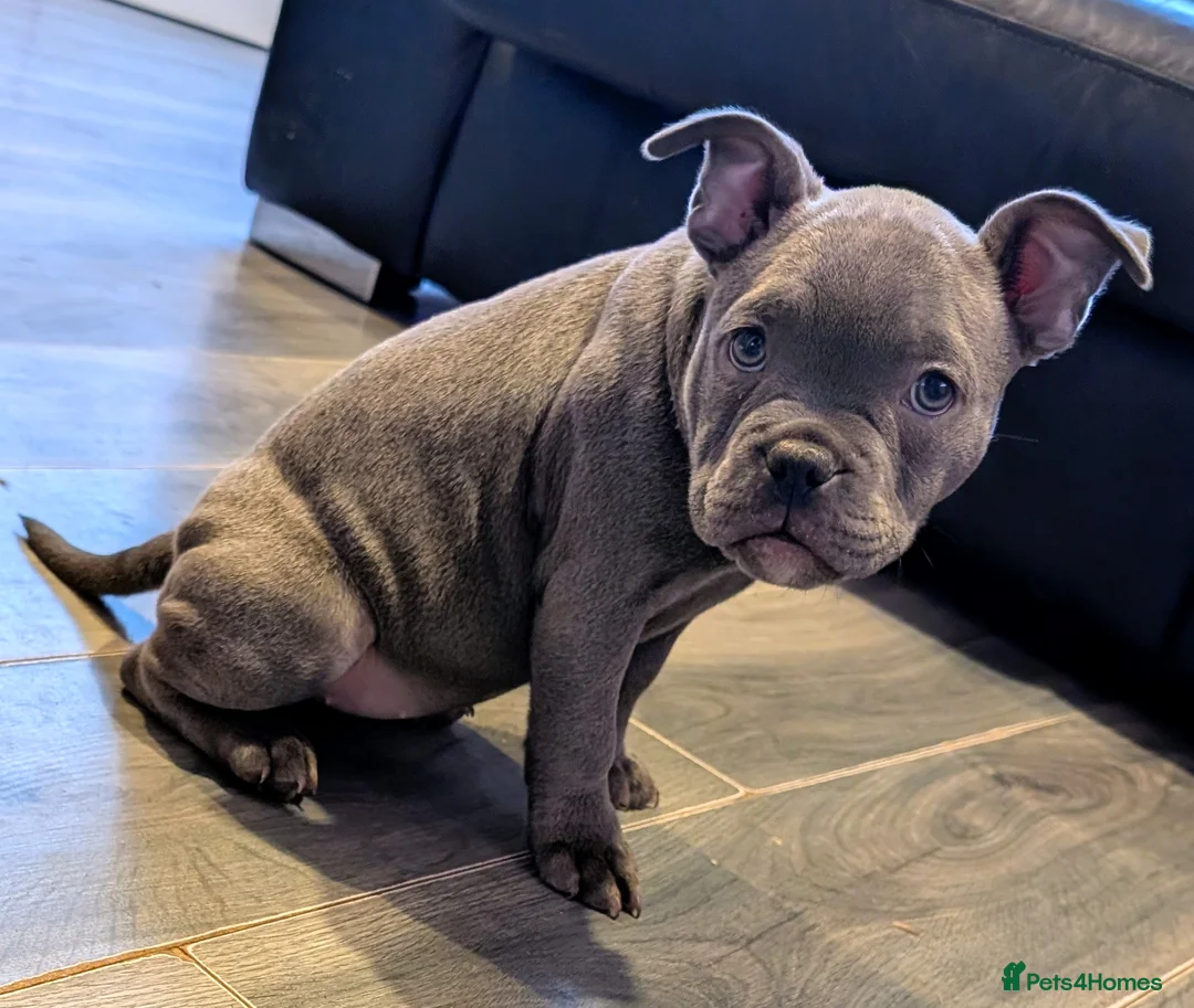 Mixed Breed dogs for sale: Beautiful french bulldog x pocket bully GIRL - Advert 13