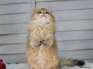 British Longhair cats Boy and Girl ready - Advert 4