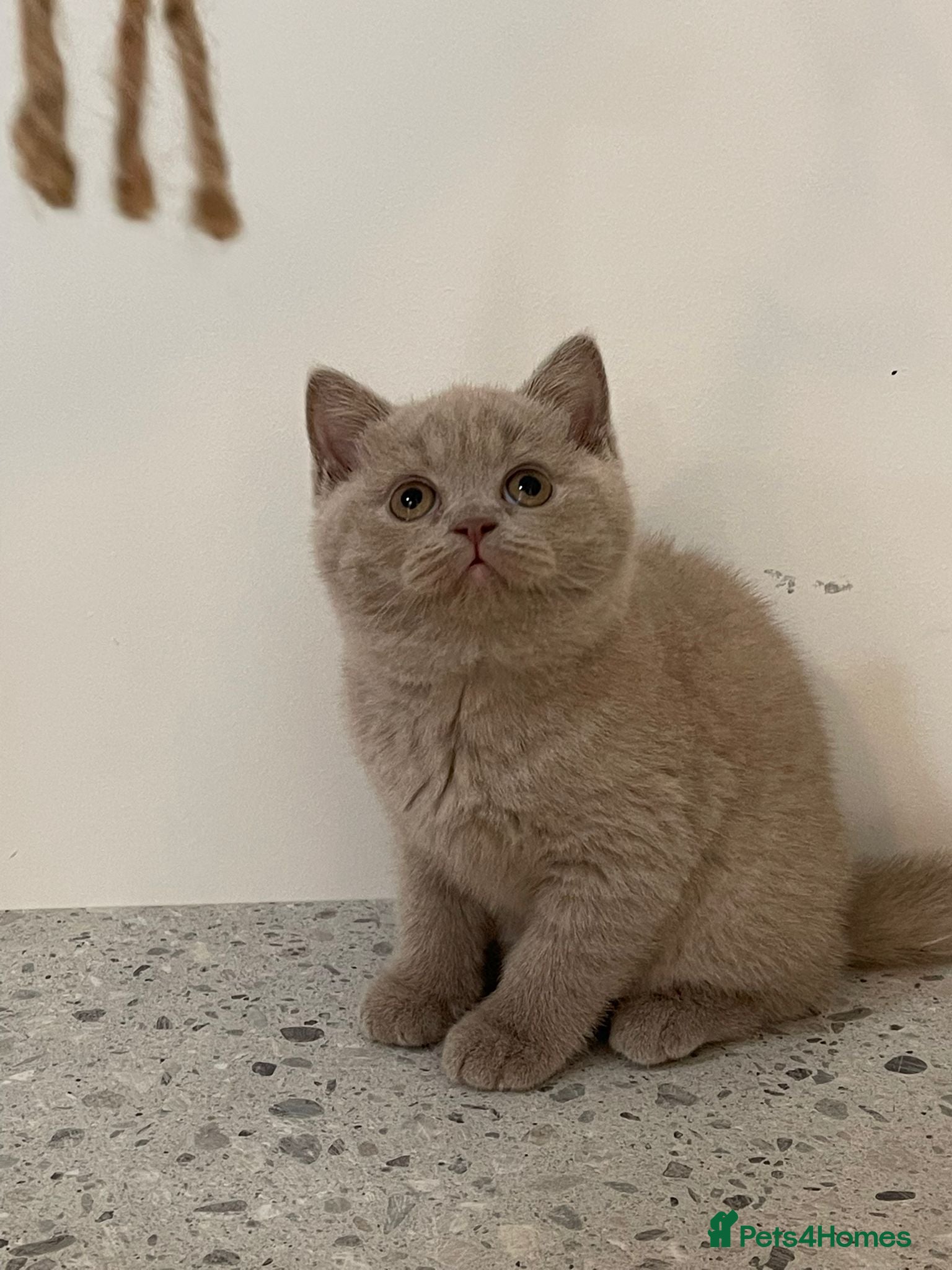 British Shorthair cats GCCF BOYS LOOKING FOR THEIR FOREVER HOME - Advert 1