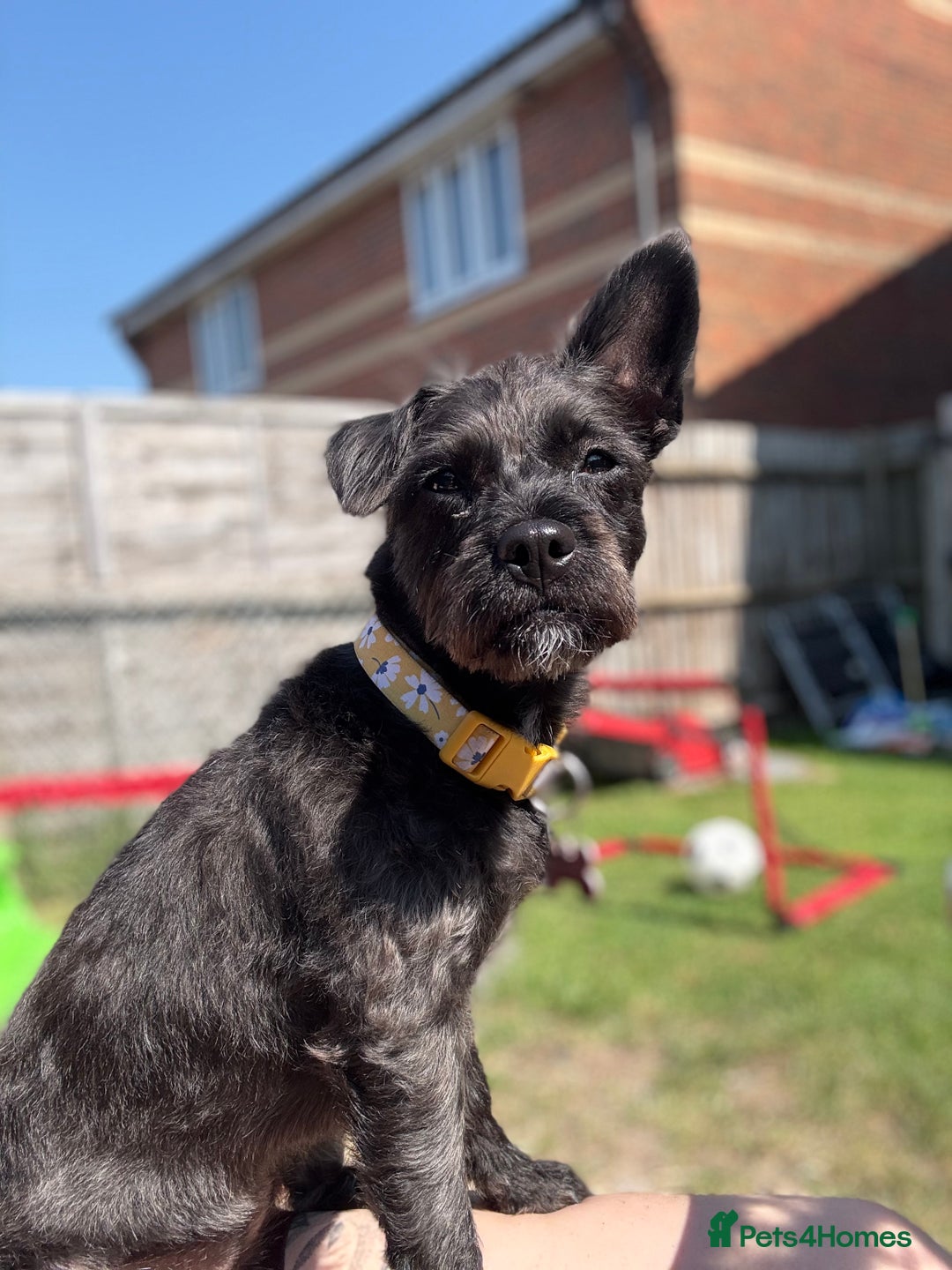 Mixed Breed dogs for sale: Pug mix poodle  - Image 7