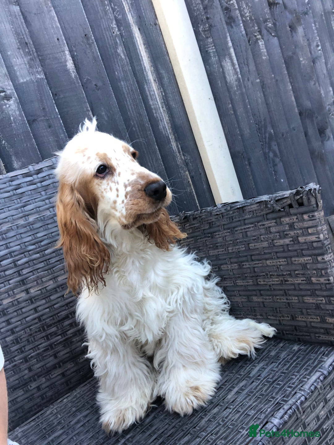 Cocker Spaniel dogs for sale: Beautiful Show Orange Roan Girl Left KC Reg  - Image 2