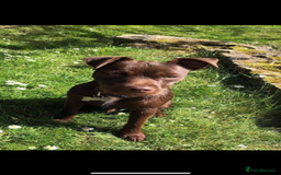 Patterjack dogs for sale: Outstanding litter of patterjack puppys for sales  - Image 15