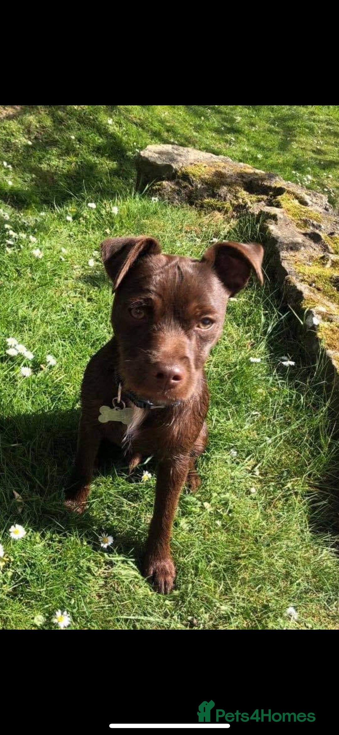 Patterjack dogs for sale: Outstanding litter of patterjack puppys for sales  - Image 15