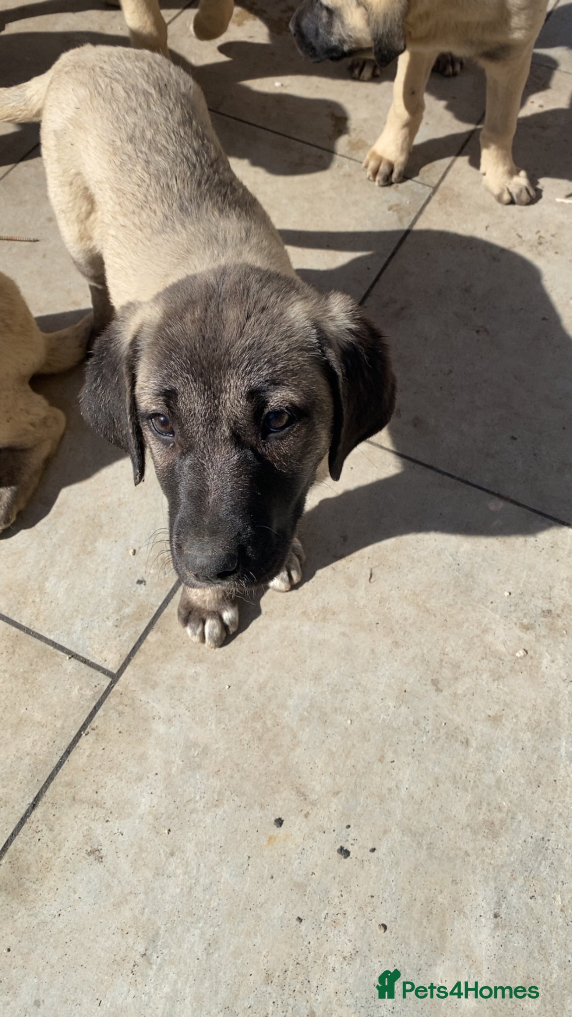 Turkish Kangal dogs Turkish Kangal puppies  - Advert 1