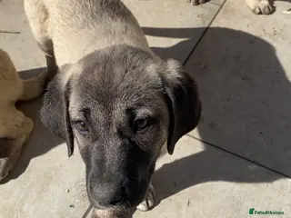 Turkish Kangal dogs Turkish Kangal puppies - Advert 2