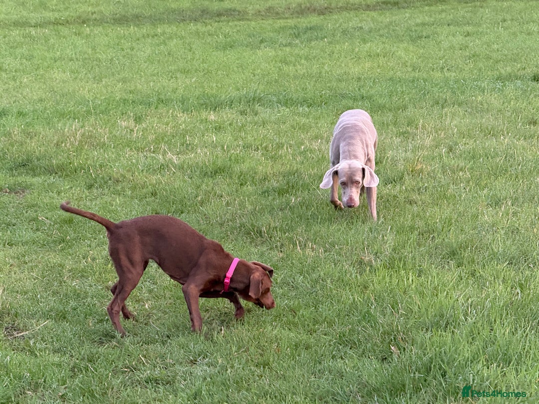 Mixed Breed dogs for sale: Weim x Kelpie  - Image 5