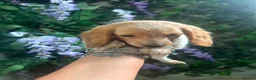 Miniature Dachshund dogs for sale: 2 LEFT Beautiful Longhaired Miniature Dachshunds - Advert 9