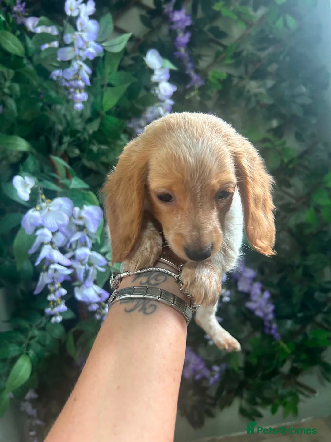 Miniature Dachshund dogs for sale: 2 LEFT Beautiful Longhaired Miniature Dachshunds - Advert 9