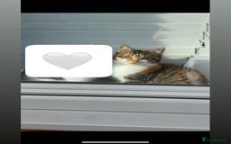 Domestic Shorthair cats for sale: 1 x Male and 1x Female cat - Advert 10