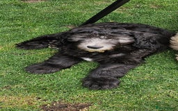 Sheepadoodle dogs for sale: Had their 1st injection and ready now - Image 2