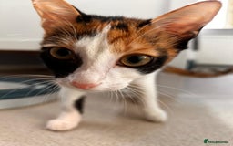 Mixed Breed cats for adoption: 🌸 From Survivors to Soulmates – Adopt Alba & Bogo - Image 10