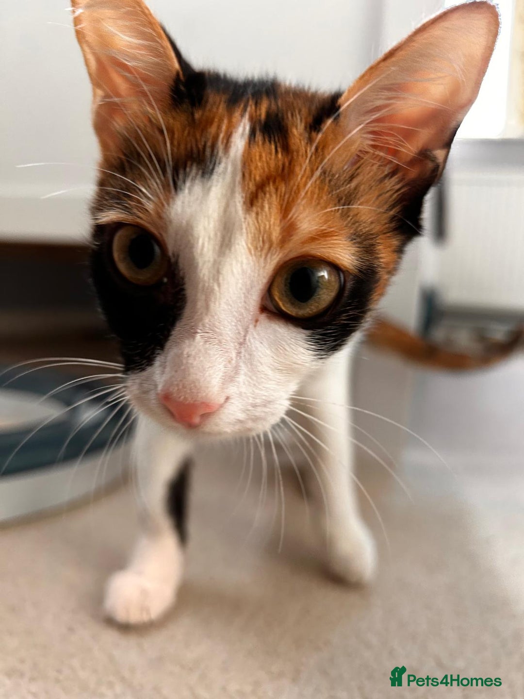 Mixed Breed cats for adoption: 🌸 From Survivors to Soulmates – Adopt Alba & Bogo - Image 10