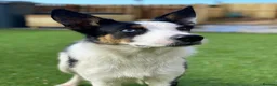 Border Collie dogs for sale: Meg the Border Collie for Adoption - Advert 7