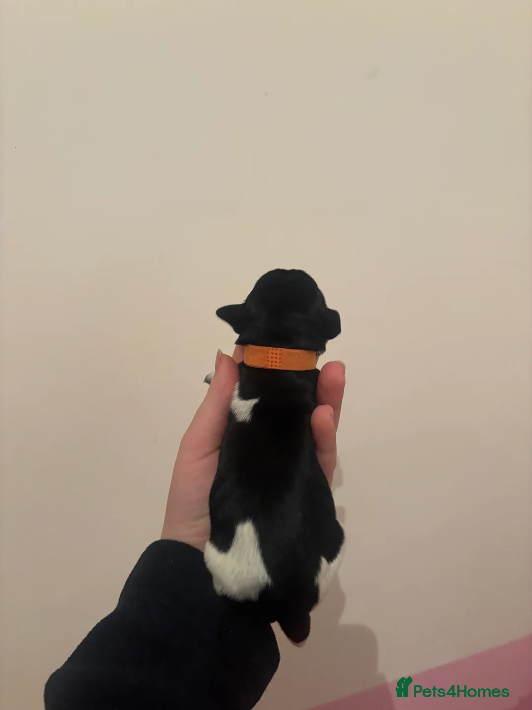 German Wirehaired Pointer dogs for sale: Stunning German wire hairs pointers  - Advert 14