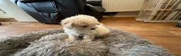 Toy Poodle dogs for sale: Toy poodle pups ready to go now  - Advert 9