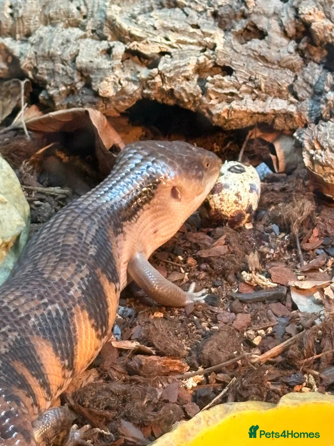 Skink reptiles for sale: northern blue tongue skink  approx 8 months old  in Bromsgrove - Advert 1