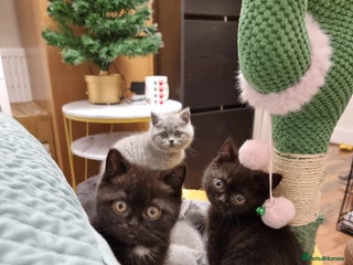 British Shorthair cats Blue & Black BSH Kittens Healthy GCCF Pedigree - Advert 2