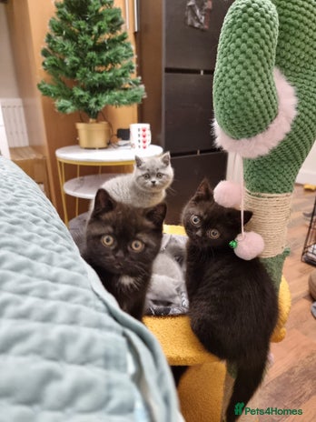 British Shorthair cats Blue & Black BSH Kittens Healthy GCCF Pedigree - Advert 7