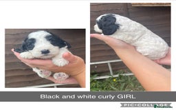Cockapoo dogs for sale: Cockapoo puppies  - Image 1