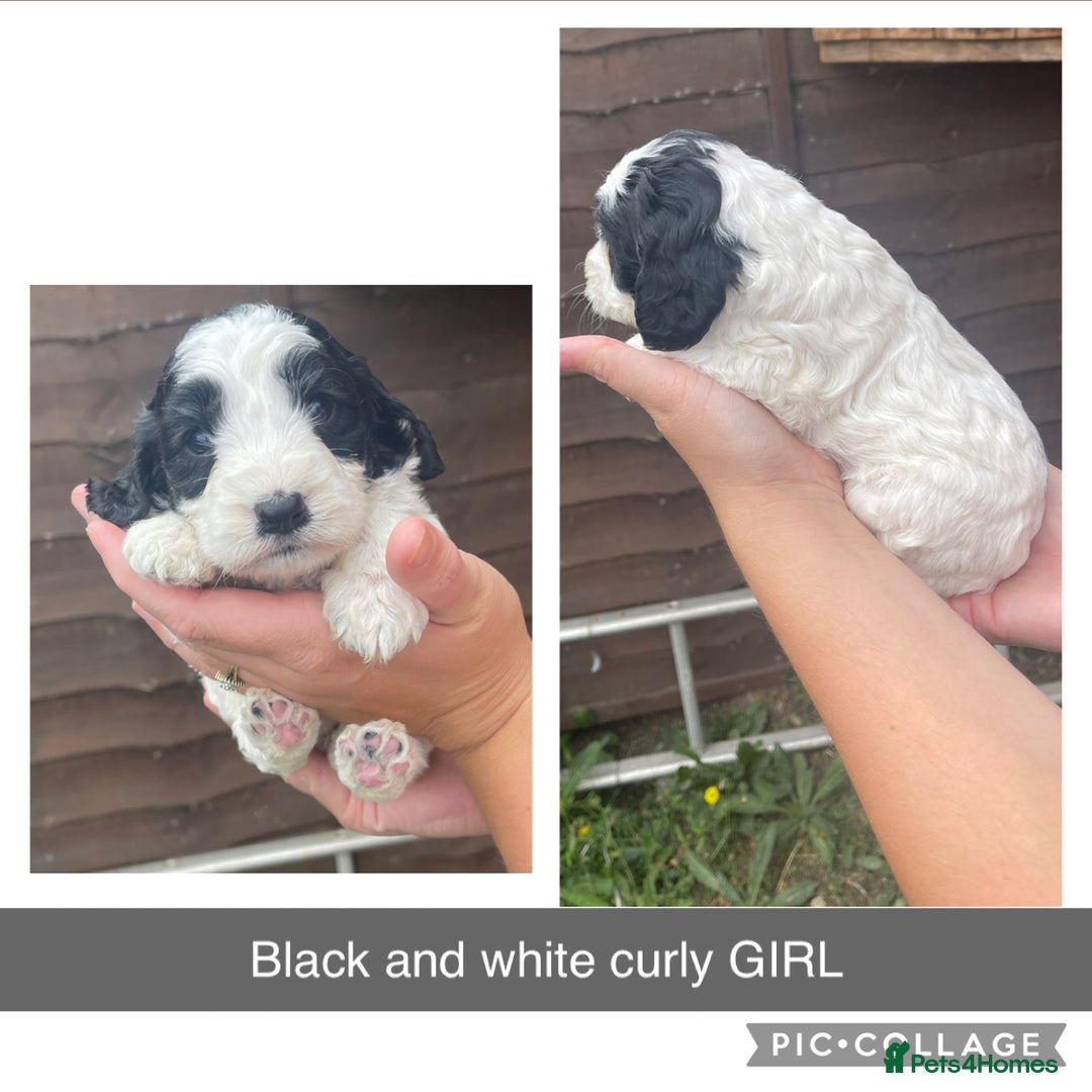 Cockapoo dogs for sale: Cockapoo puppies  - Image 1