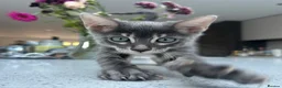 Bengal cats for sale: 3 Beautiful Blue Female TICA Reg Bengal kittens  - Advert 2