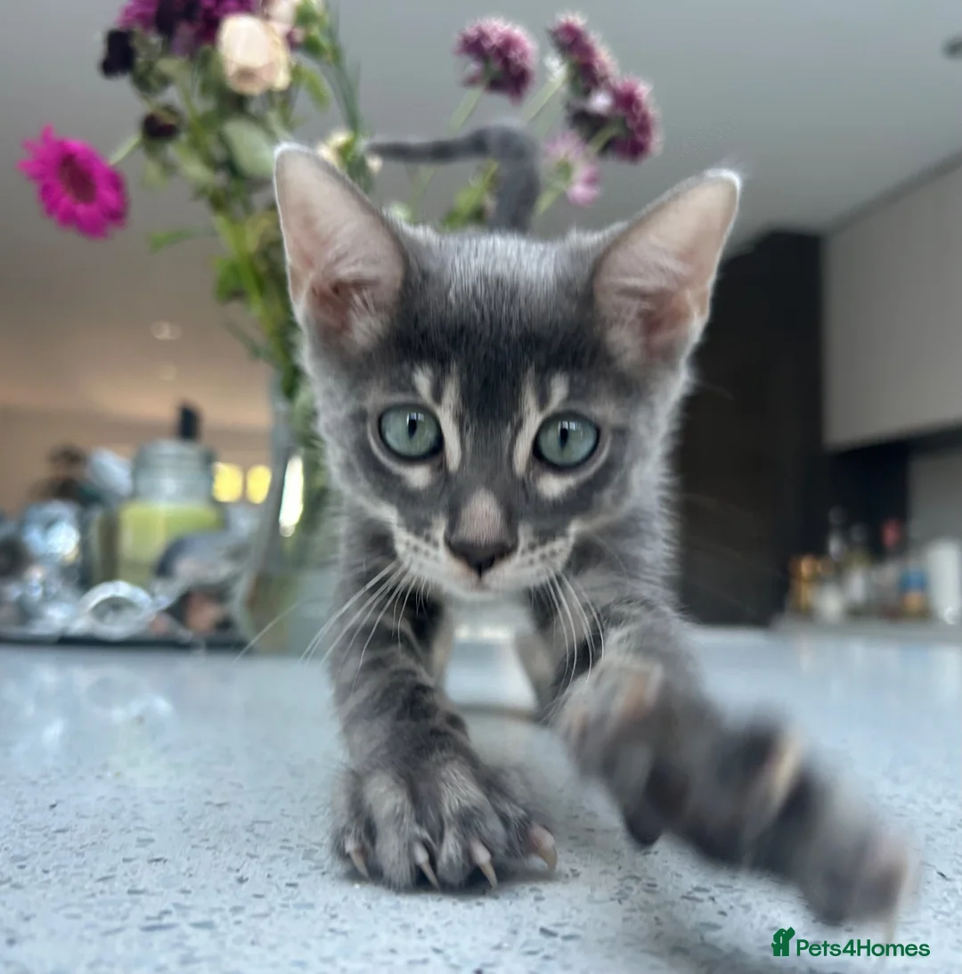 Bengal cats for sale: 3 Beautiful Blue Female TICA Reg Bengal kittens  - Advert 2