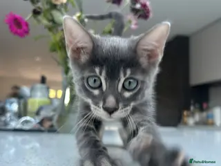 Bengal cats 3 Beautiful Female Blue TICA Reg Bengal kittens - Advert 10