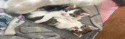 Ragdoll cats for sale: Ragdoll X  - Advert 2