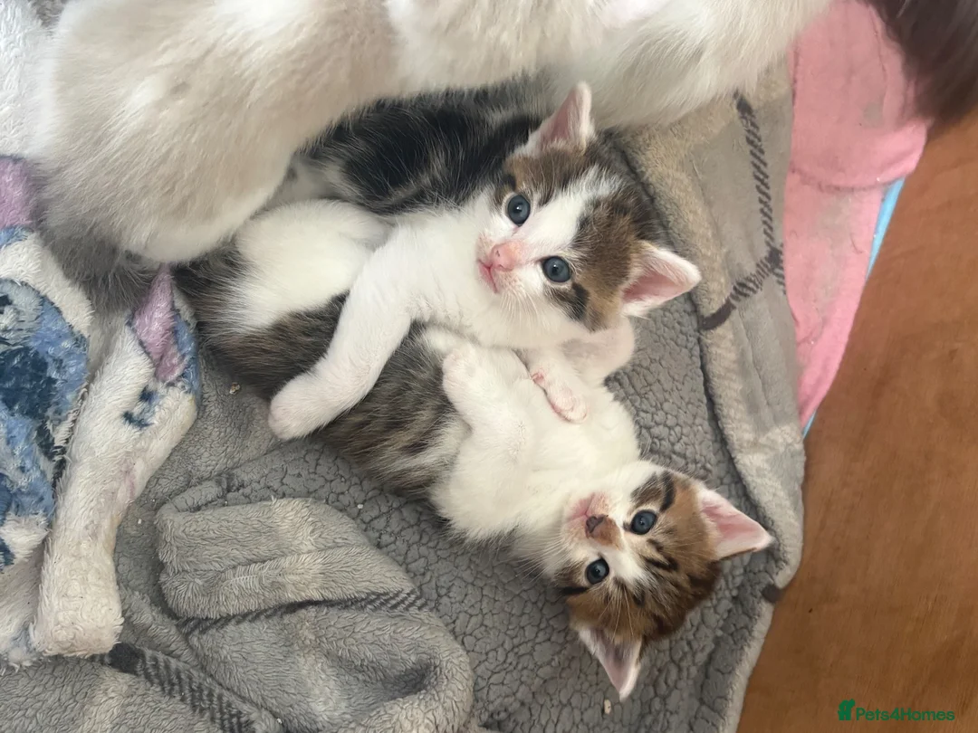 Ragdoll cats for sale: Ragdoll X  - Advert 2