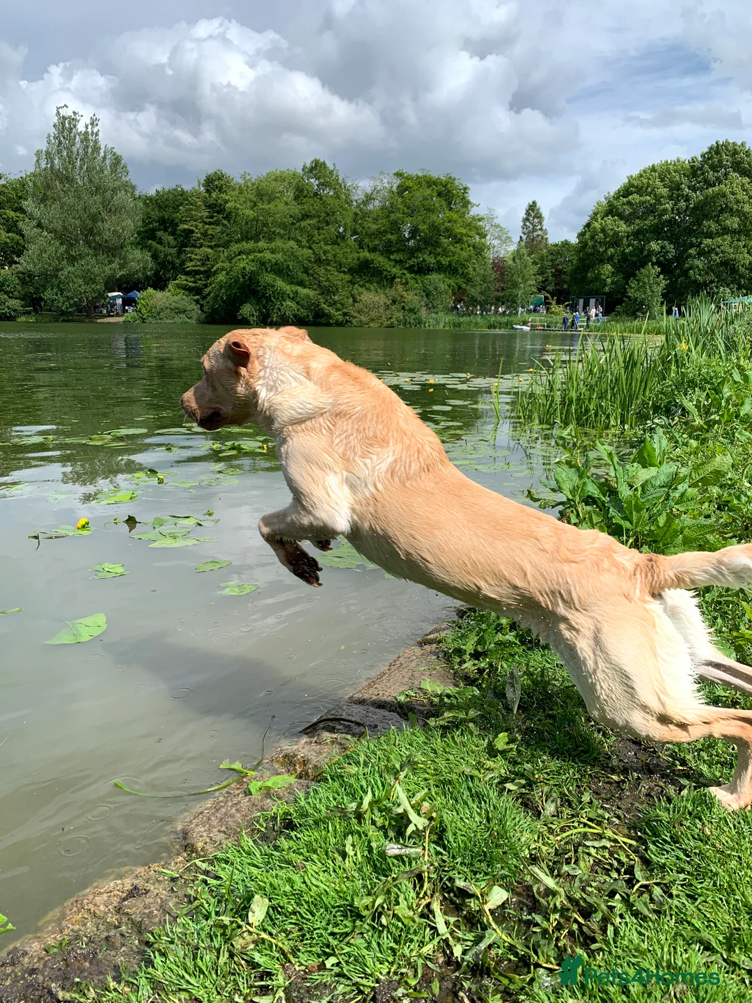 Labrador Retriever dogs for stud: PROVEN WORKING LAB STUD in Yeovil - Advert 7