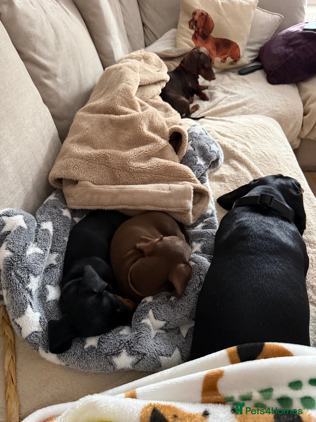Miniature Dachshund dogs for sale: 2 x Dachshund Minis - Males - Advert 6