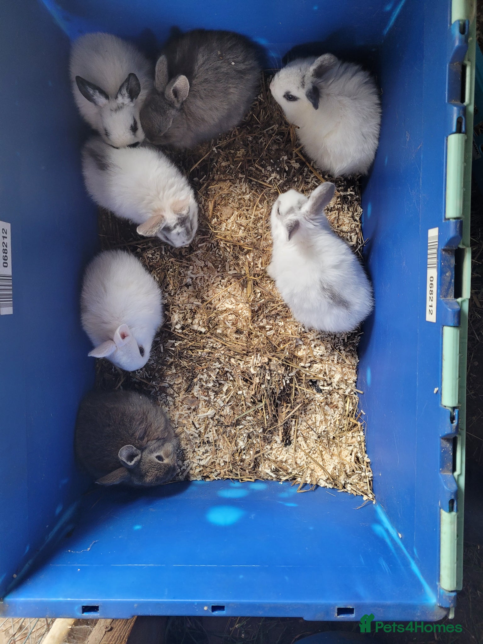 Mixed Breed rabbits Rabbits - Advert 1