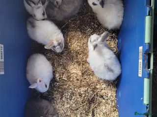 Mixed Breed rabbits Rabbits - Advert 1