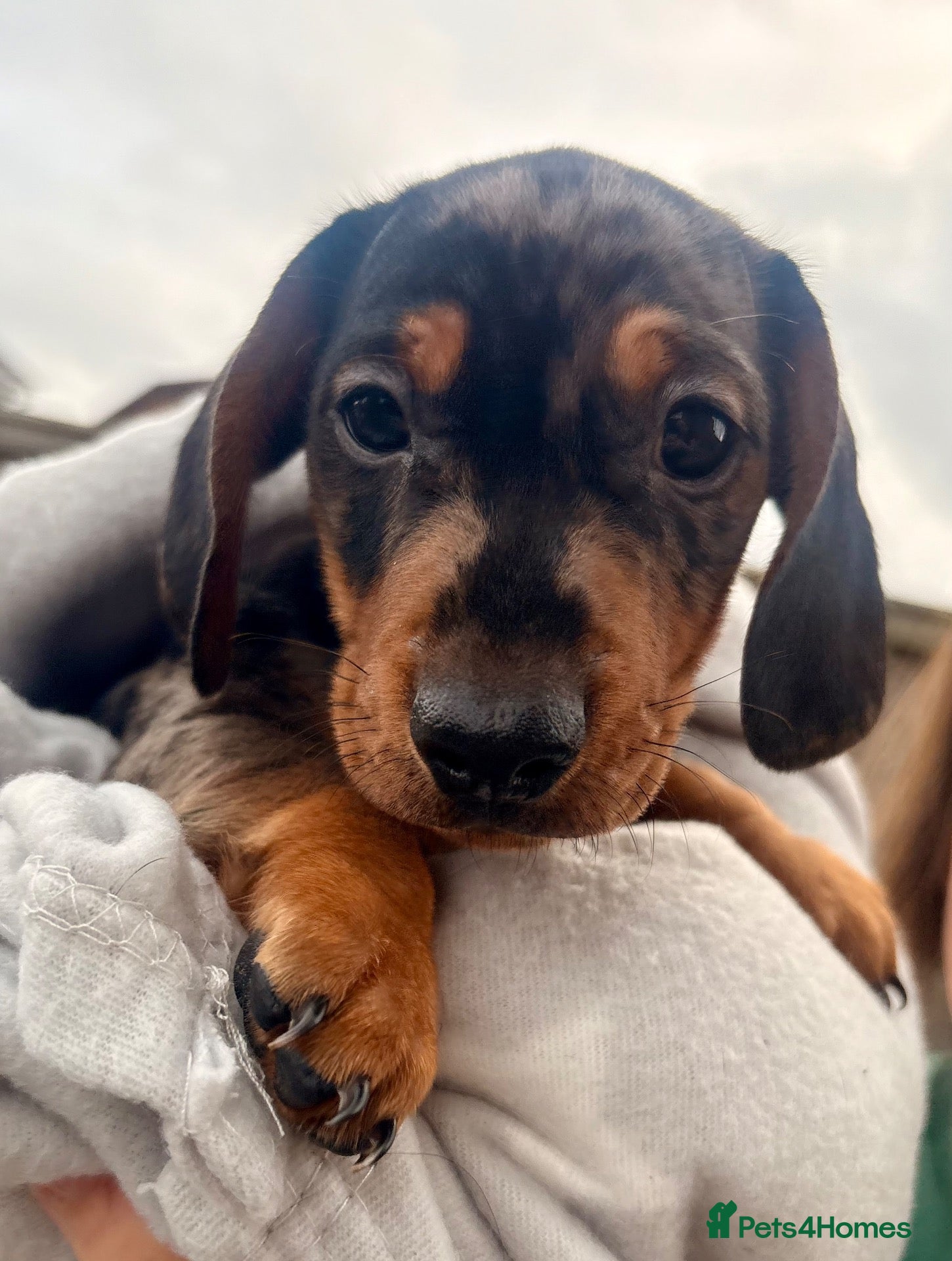 Miniature Dachshund dogs Ready now, male dapple miniature dachshund  - Advert 17