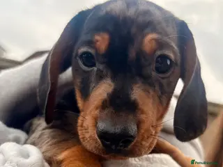 Miniature Dachshund dogs Ready now, male dapple miniature dachshund - Advert 17