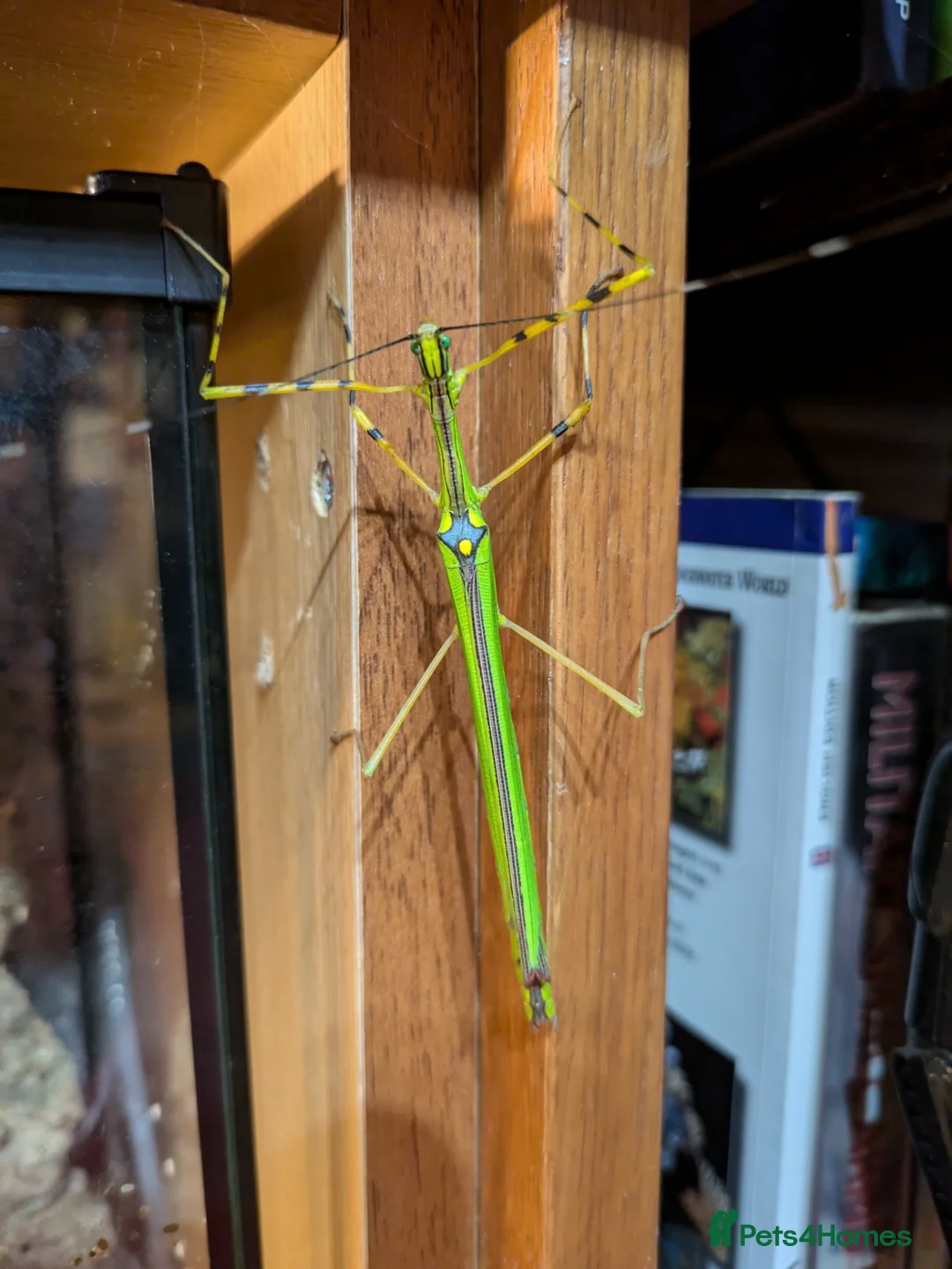 Stick Insects invertebrates for sale: Stick Insects - Eurycantha & Necroscia  - Advert 2