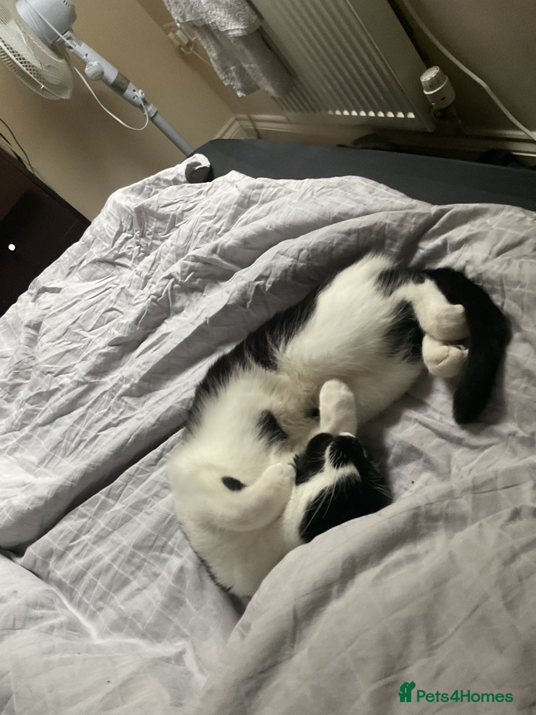 Domestic Shorthair cats for sale: Shadow - Advert 4