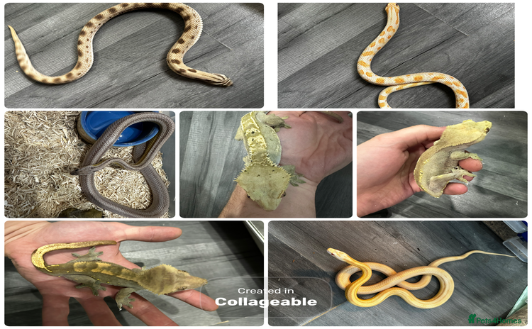 Snake reptiles Multiple animals - Advert 1