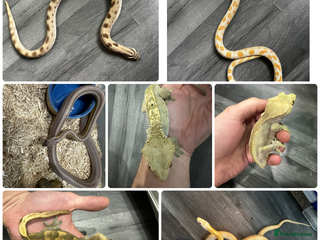 Snake reptiles Multiple animals - Advert 5