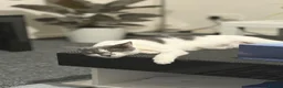 Mixed Breed cats for sale: Beautiful Kittens  - Advert 12