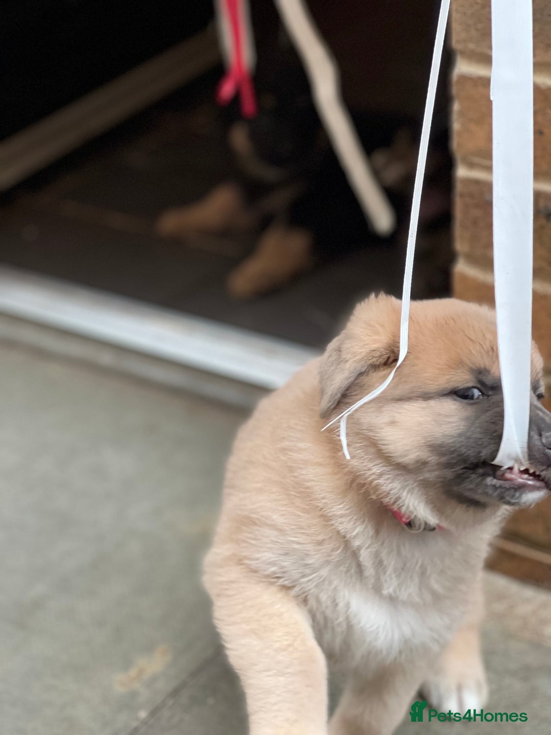 German Shepherd dogs for sale: REDUCED German shepherd puppies 8 was old - Advert 8