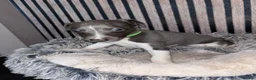 Whippet dogs for sale: Whippet pups for sale x5 boys x1 Girl - Advert 18