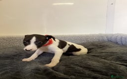 Whippet dogs for sale: Whippet puppies  - Image 20