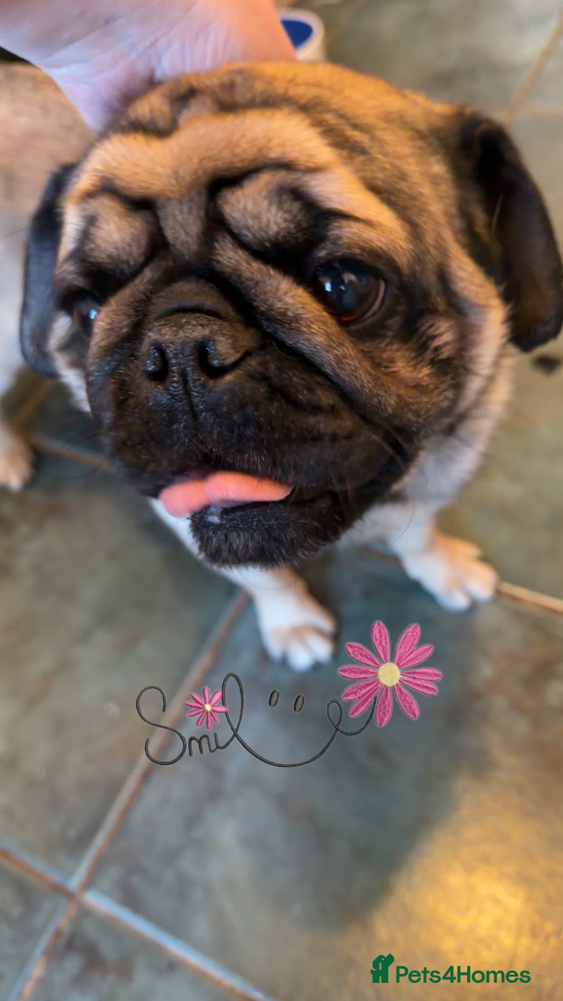 Pug dogs Male pug - Advert 2