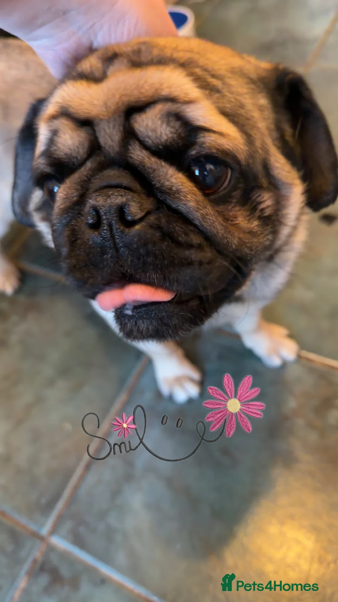 Pug dogs for sale: Male pug - Advert 1