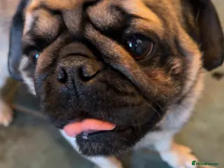 Pug dogs Male pug - Advert 7