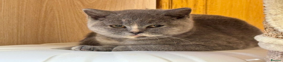 British Shorthair Kitten 1