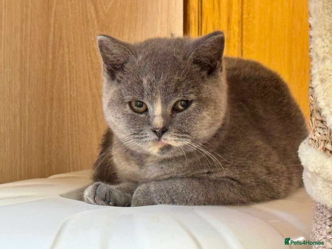 British Shorthair cats for sale: Chunky British Shorthair Kittens GCCF registered.  - Image 5