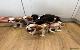 Cavalier King Charles Spaniel dogs for sale: Beautiful King Charles Cavalier puppies for sale  - Image 13